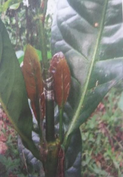 daun kopi